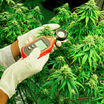 Temperature-On-Cannabis-Plant