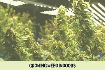 Growing Weed Indoors