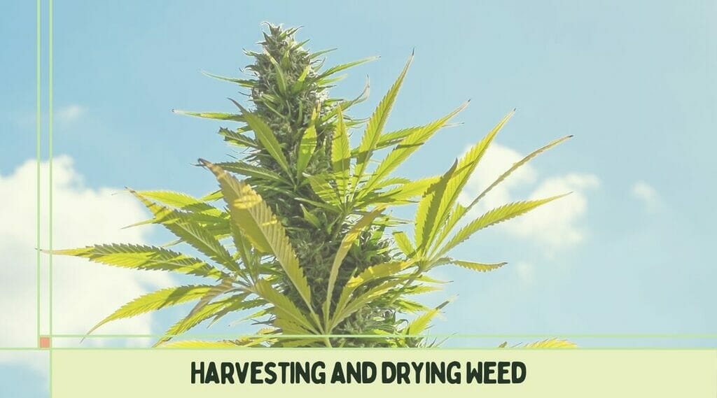 Harvesting and Drying Weed