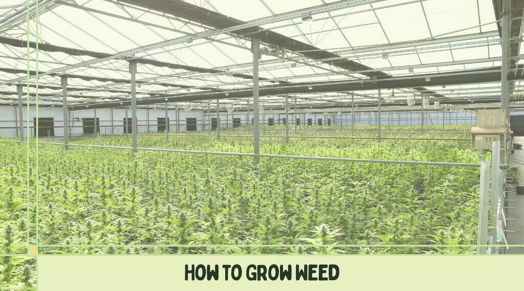 How weed can be cultivated in a greenhouse.