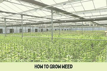 How Weed Can Be Cultivated In A Greenhouse.