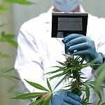 A Man In A Lab Coat Is Examining A Cannabis Plant To Determine If It Is Addictive.