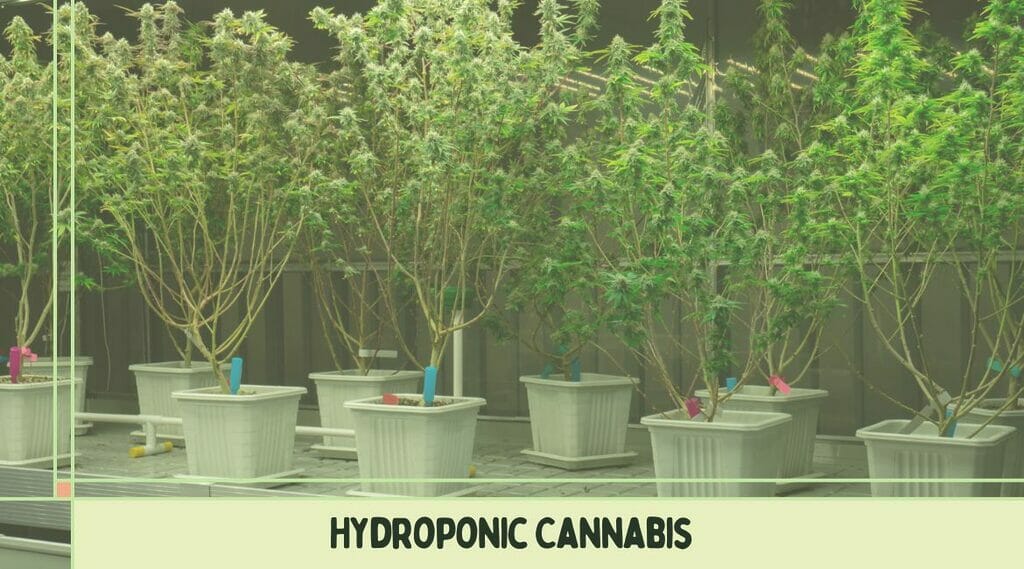 Potted hydroponic cannabis.