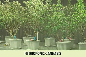 Potted Hydroponic Cannabis.