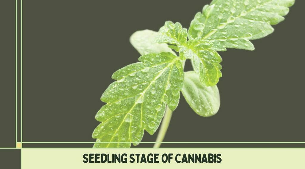 Seedling stage of cannabis.