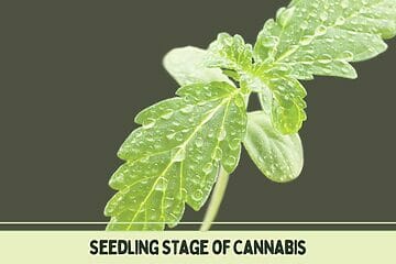 Seedling Stage Of Cannabis.