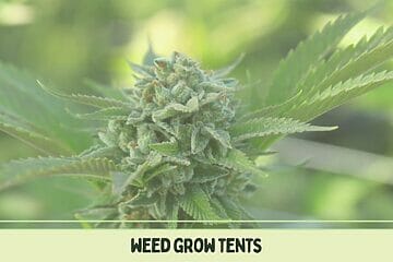Weed Grow Tents