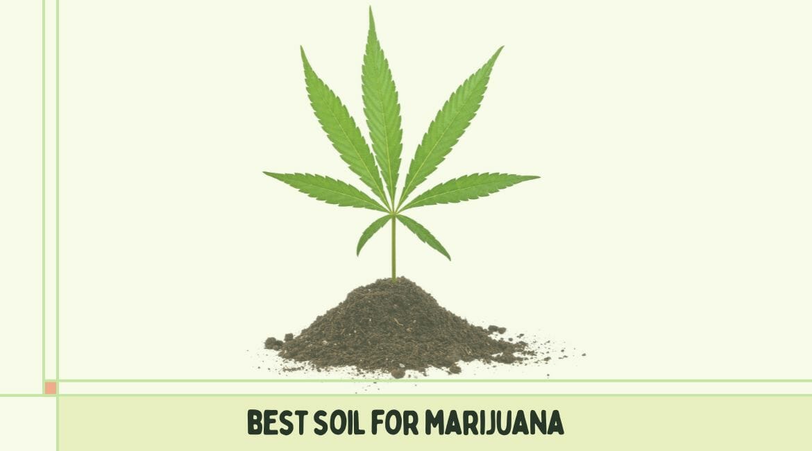 Best soil for marijuana cultivation.