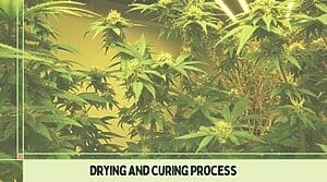 cannabis drying