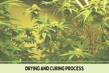 Cannabis Drying