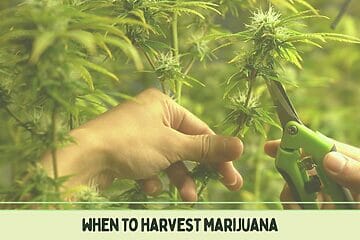 When-To-Harvest-Marijuana