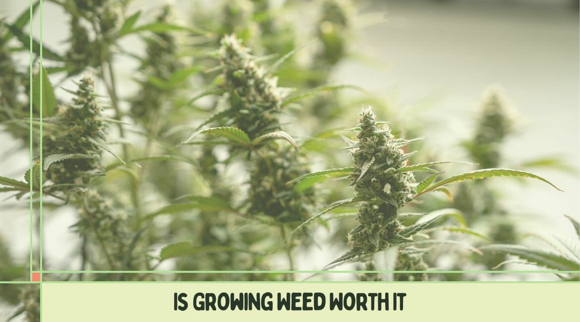 is-growing-weed-worth-it