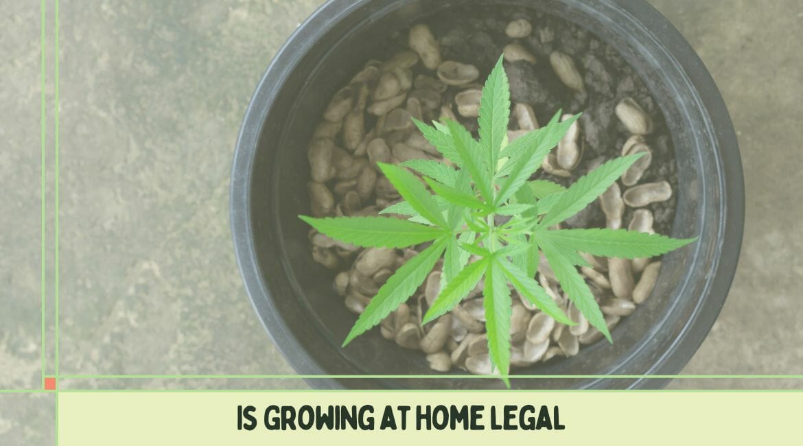 is it legal to grow cannabis
