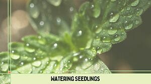 how_often_do_you_water_your_seedlings