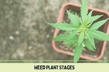 Weed_Plant_Stages